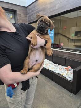 Mixed Breed Dogs Available for Adoption in Rock Hill, New York - Laramie  | PetCurious