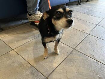 YARA -  Cairn Terrier and Mixed Breed Dog for Adoption in Tustin, California - YARA | PetCurious