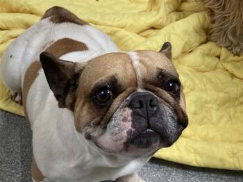 French Bulldog Dogs Available for Adoption - MILEY | PetCurious