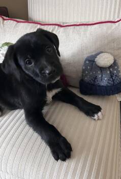 Australian Cattle Dog Blue Heeler and Labrador Retriever Dogs Available for Adoption - Milo Milan | PetCurious