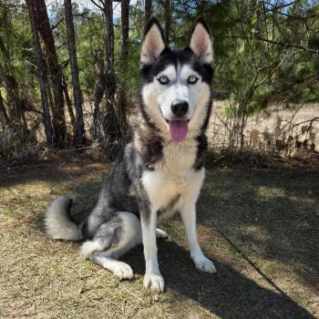 Husky Dogs Available for Adoption - Aurora | PetCurious