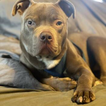 Rescue Pit Bull Terrier Dogs for Adoption in Normal, Illinois - Bluey | PetCurious