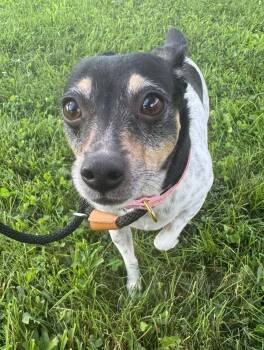 Daisey -  Rat Terrier Dog for Adoption in Maryville, Missouri - Daisey | PetCurious