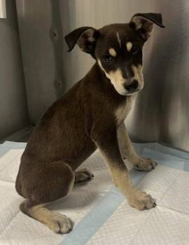 Astarion -  Mixed Breed Dog for Adoption in Vancouver, Washington - Astarion | PetCurious
