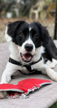 Border Collie Dogs Available for Adoption - Kylo | PetCurious