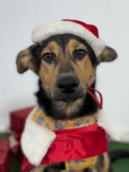 German Shepherd Dog and German Pinscher Dogs Available for Adoption in Carlsbad, California - Bagel-One Of Our Amazing Rescue Dogs | PetCurious