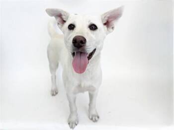 Siberian Husky and Alaskan Malamute Dogs Available for Adoption in Brentwood, Missouri - ADORA | PetCurious