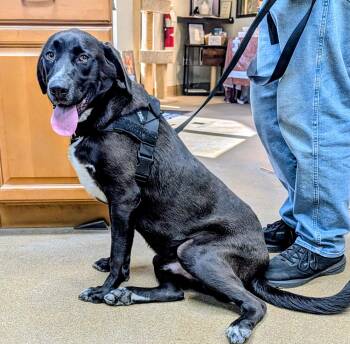 Turkey Bacon -  Retriever Dog for Adoption in Mt. Juliet, Tennessee - Turkey Bacon | PetCurious
