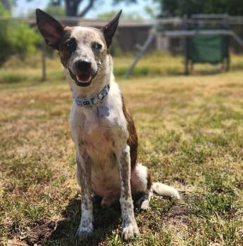 ARTHUR BATMAN -  Dachshund and Cattle Dog Dog for Adoption in Lawton, Oklahoma - ARTHUR BATMAN | PetCurious