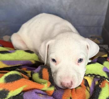 Pit Bull Terrier Dogs Available for Adoption - Ivory | PetCurious