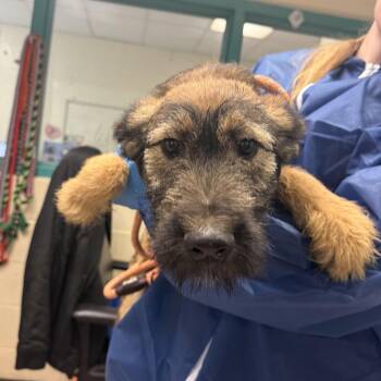 German Shepherd Dog Dogs Available for Adoption in Philadelphia, Pennsylvania - Elijah | PetCurious