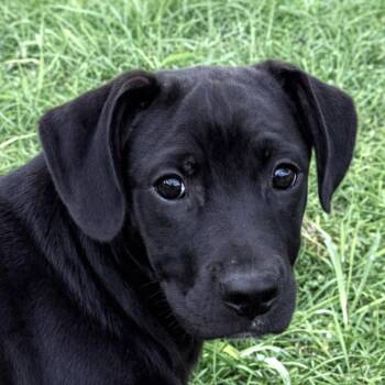 Dachshund and Terrier Dogs Available for Adoption in Brenham, Texas - Drifter | PetCurious