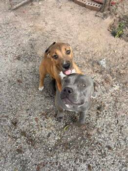 Sammy -  Pit Bull Terrier Dog for Adoption in New Bedford, Massachusetts - Sammy | PetCurious