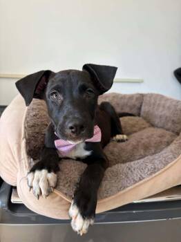 Dante -  Labrador Retriever Dog for Adoption in Poway, California - Dante | PetCurious
