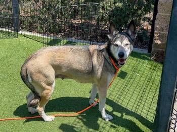 MARMALADE -  German Shepherd Dog and Siberian Husky Dog for Adoption in Tustin, California - MARMALADE | PetCurious