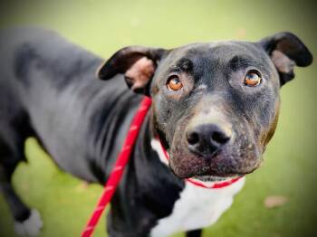 Rescue Pit Bull Terrier Dogs for Adoption in Orlando, Florida - MORTICIA | PetCurious