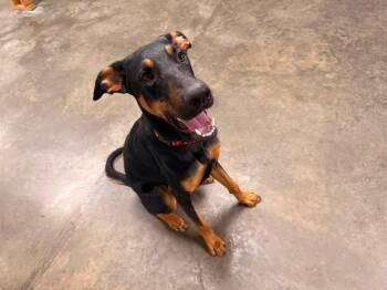 Happy -  Doberman Pinscher Dog for Adoption in Indianapolis, Indiana - Happy | PetCurious