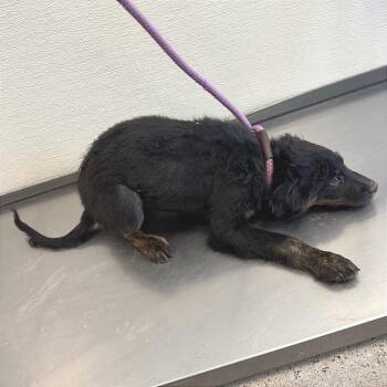 Mixed Breed Dogs Available for Adoption in Las Cruces, New Mexico - Orchid | PetCurious