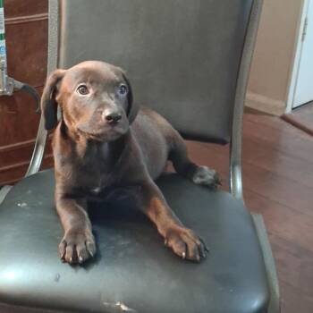 Freddy -*Available 10/17*Chino Hills Location -  Labrador Retriever and Mixed Breed Dog for Adoption in Chino Hills, California - Freddy -*Available 10/17*Chino Hills Location | PetCurious