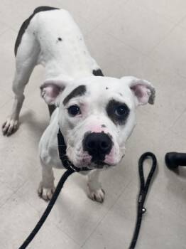 Lydia -  Pit Bull Terrier Dog for Adoption in Clayton, New Jersey - Lydia | PetCurious
