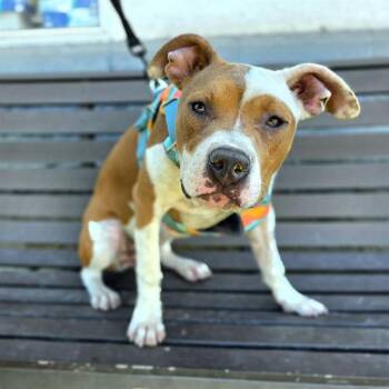 BOBBI SOX -  Pit Bull Terrier and Mixed Breed Dog for Adoption in Long Beach, California - BOBBI SOX | PetCurious