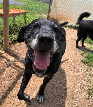 Joel -  Black Labrador Retriever Dog for Adoption in Reeds Spring, Missouri - Joel | PetCurious