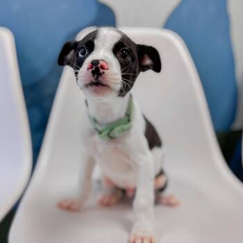 Royale -  Husky and Mixed Breed Dog for Adoption in Springboro, Ohio - Royale | PetCurious