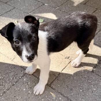 Louise -  Mixed Breed Dog for Adoption in Hailey, Idaho - Louise | PetCurious