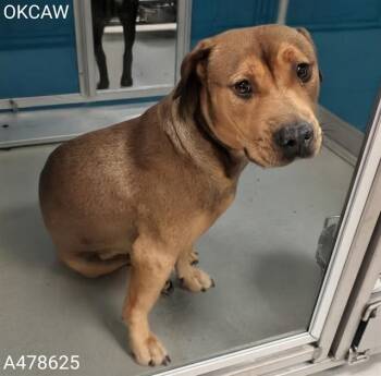 A478625 -  Pit Bull Terrier Dog for Adoption in Oklahoma City, Oklahoma - A478625 | PetCurious