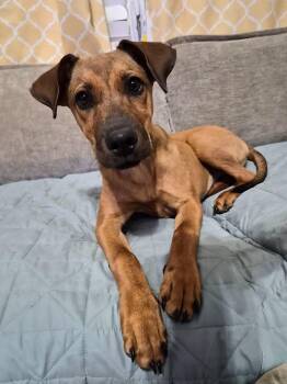 Lainey -  Black Mouth Cur Dog for Adoption in Bowie, Texas - Lainey | PetCurious