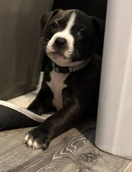 Musical -  Pit Bull Terrier Dog for Adoption in Newport, Kentucky - Musical | PetCurious