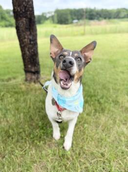 Kurt -  Mixed Breed Dog for Adoption in Menomonie, Wisconsin - Kurt | PetCurious