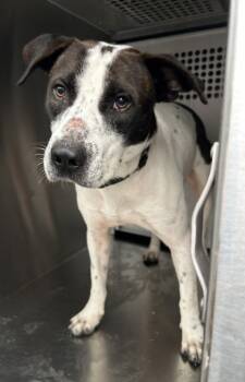 Rescue American Staffordshire Terrier and Mixed Breed Dogs for Adoption in Fort Worth, Texas - Hero | PetCurious