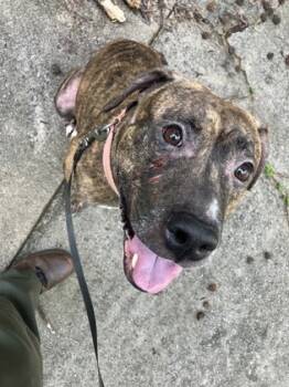 Rescue Pit Bull Terrier and Mixed Breed Dogs for Adoption in Atlanta, Georgia - Anastasia | PetCurious