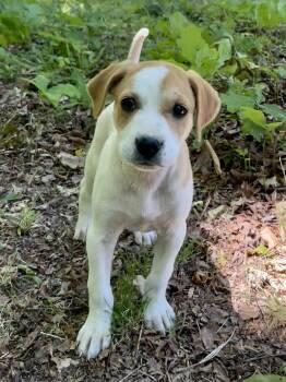 Hound Dogs Available for Adoption in Nashville, Tennessee - Kit Kat(f) | PetCurious