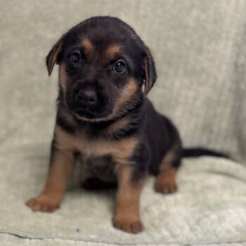 Labrador Retriever and Mixed Breed Dogs Available for Adoption in St. Peters, Missouri - Fettucini | PetCurious