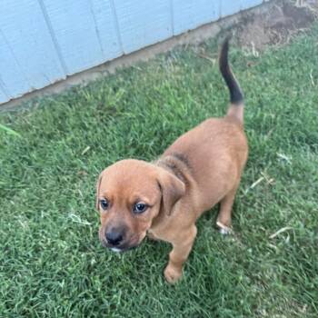 Nenita -  Mixed Breed Dog for Adoption in Redwood Valley, California - Nenita | PetCurious