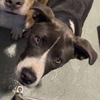 Elena -  Terrier Dog for Adoption in Abilene, Texas - Elena | PetCurious