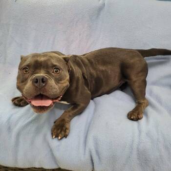 Chyna -  Bull Terrier Dog for Adoption in Sunderland, Maryland - Chyna | PetCurious