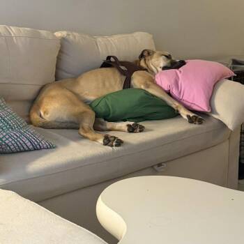 Rescue Black Mouth Cur and American Staffordshire Terrier Dogs for Adoption in Blacksburg, Virginia - Bear (foster Or Adopter) | PetCurious