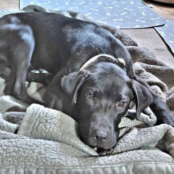 Stormy -  Black Labrador Retriever Dog for Adoption in Rutherfordton, North Carolina - Stormy | PetCurious