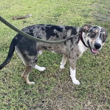 Rescue Catahoula Leopard Dog Dogs for Adoption in Harlingen, Texas - Patches | PetCurious