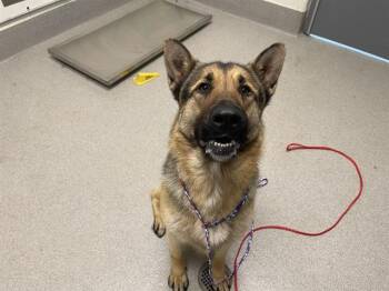 German Shepherd Dog Dogs Available for Adoption in Auburn, California - BOOM SHAKALAKA | PetCurious