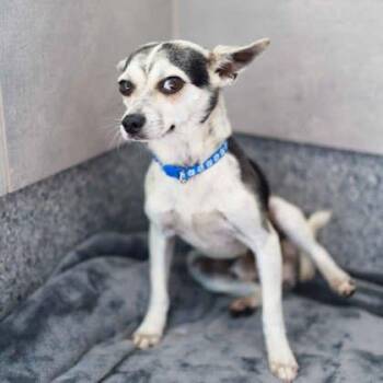 Vinnie -  Chihuahua and Mixed Breed Dog for Adoption in Atlanta, Georgia - Vinnie | PetCurious