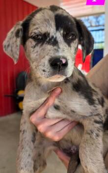 Mixed Breed Dogs Available for Adoption - Penelope | PetCurious