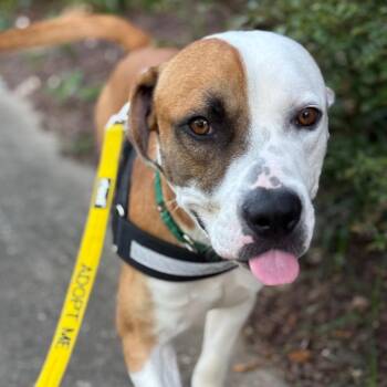 French Fries -  Pit Bull Terrier Dog for Adoption in Greensboro, North Carolina - French Fries | PetCurious