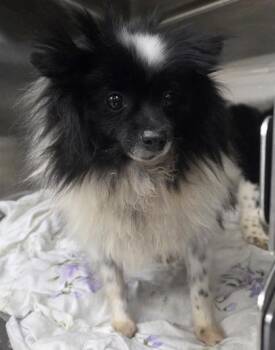 Pomeranian Dogs Available for Adoption - Feather | PetCurious
