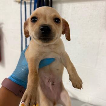 Gummy Worm -  Chihuahua and Mixed Breed Dog for Adoption in Edinburg, Texas - Gummy Worm | PetCurious