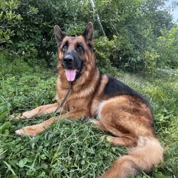 Otto (26-254) -  German Shepherd Dog Dog for Adoption in New Ringgold, Pennsylvania - Otto (26-254) | PetCurious