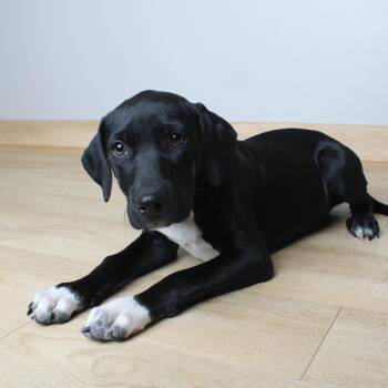 Mona D70646 -  Black Labrador Retriever and Mixed Breed Dog for Adoption in Minnetonka, Minnesota - Mona D70646 | PetCurious